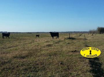 Campo · 84ha · Venta Campo 86 Ha en Gral. Rodríguez