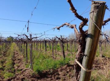 Campo · 50ha · Venta - Finca - Tulumaya - Lavalle