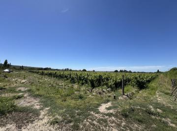 Campo · 10ha · Finca en Venta 10hs La Arboleda Tupungato Riego Definitivo