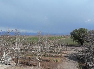 Campo · 10ha · Finca de 10 Hectáreas en Venta Corredor Productivo Ruta 99 Tupungato.