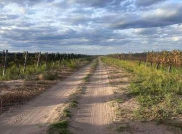 Campo · 25ha · Finca Vitivinicola 25 Ha en Santa Rosa, Mendoza