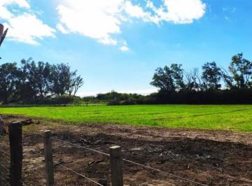 Campo · 300ha · 3 Dormitorios · Campo Ganadero en Venta en San Luis Al Límite con La Provincia de Córdoba