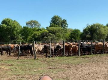 Campo · 15970000m² · Campo en Venta - 1.597 Hectáreas - Chaco