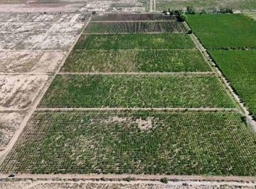 Campo · 20ha · Finca con Viñedos en Produccion en Venta Mendoza