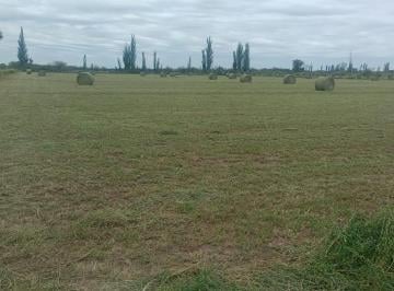 Campo · 100ha · Venta de Campo en Bowen, Gral Alvear