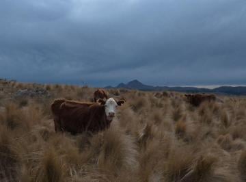 Campo en Venta   · 60 Hectáreas en Valle de Pancanta – Potencial Turístico