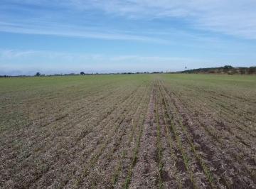 Campo · 20ha · Venta/campo Agricola/suelo 1/rafaela
