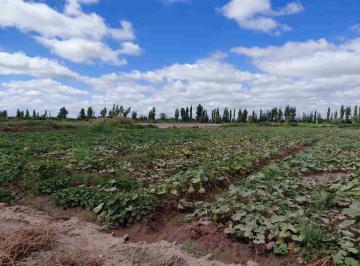 Campo · 45ha · Venta Finca 45 Has con Pozo - La Pega, Lavalle Mza