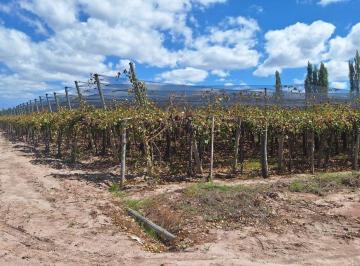Campo · 200ha · Venta de Finca en Producción.