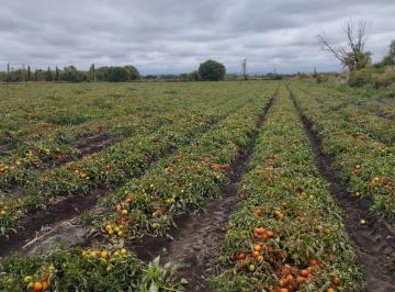 Campo · 16ha · Alquiler Anual Campo 16 Ha San Carlos