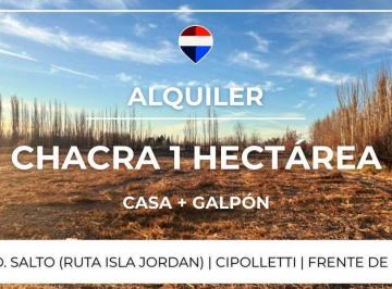 Campo · 2ha · Alquiler Chacra 1 Ha + Casa + Galpon - Cipolletti