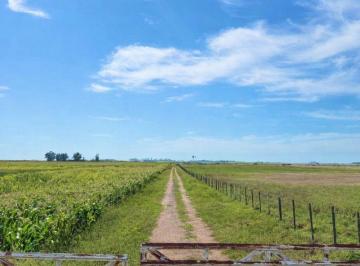 Campo · 100ha · Campo Mixto de 163 Hectáreas en Colonia Barón - Lp