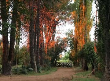 Campo , San Rafael · Campo Productivo de 14ha en San Rafael