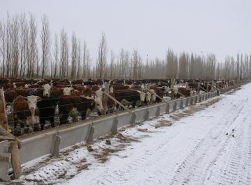 Terreno · 190000m² · Venta Campo 19 Ha con Feedlot en Las Lajas, Neuquén