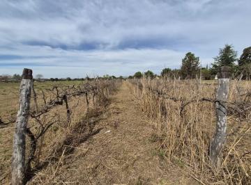Terreno · 300m² · 5 Ambientes · Venta Finca con Viñedo Colonia Caroya
