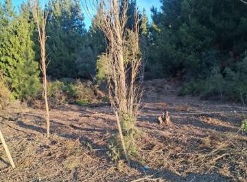 Terreno · 350m² · Lote 05 Barrio Abedules (Las Victorias)