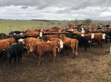 Campo · 5140000ha · San Jose - Ruta 23, Entre Mal Abrigo E Ismael Cortinas
