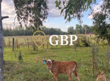 Campo · 10000m² · 1 Ambiente · Chacra en Venta en Cañuelas