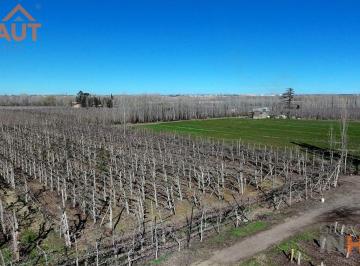 Campo · 80ha · 4 Ambientes · Chacra en Cinco Esquinas