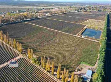 Campo · 33ha · Finca de 33 Hectáreas a La Venta en Agrelo