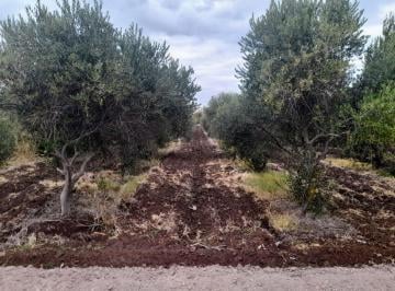 Campo · 6ha · Finca Olivicola 5,8 Hras. a La Venta en Lavalle