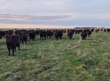Campo , Tornquist · Campo Mixto en Venta