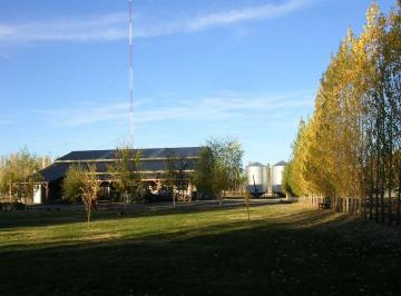 TCS-TCS-2_2 · Venta Campo 19 Ha con Feedlot en Las Lajas, Neuquén
