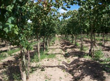 Campo · 13ha · Venta Finca Productiva 13,34 Ha San Martín