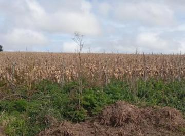 Campo · 50ha · Campo Agricola 50 Has Zona Benito Juarez