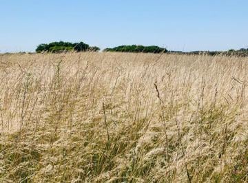 Campo · 21ha · Chacra Campo Venta Madariaga Tio Domingo Ganadero