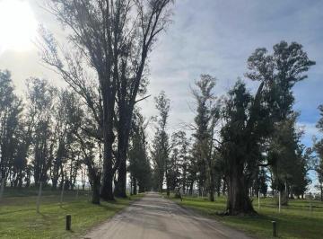 Terreno · 1000m² · Venta Lote Barrio La Isabel Tres Pinos
