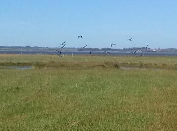 Campo · 50m² · Chacra - Chacras de José Ignacio