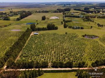 Campo · 50000m² · Chacra con Plantacion de Olivos en La Barra Tm