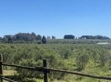 Campo · 58000ha · Chacra en Venta 5,8 Ha - Camino Medellin