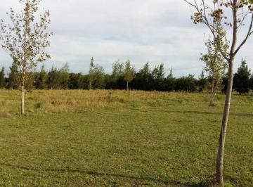Terreno · 2275m² · Terrenos Venta - 44x51 m - 2275 m² Totales - Baradero