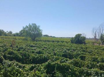 Campo · 60ha · Venta Finca 23 Ha – Colonia Molina, Guaymallén