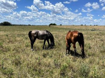 Campo · 71ha · Campo 71 Ha con Costa de Arroyo – Maldonado
