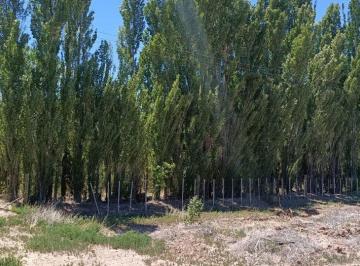 Campo · 3ha · Chacra 2,69 Ha con Escritura Ruta 17 Picún Leufú
