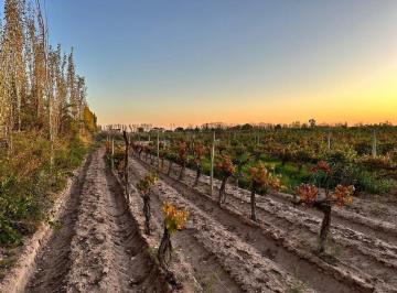 Terreno · 50000m² · Venta Finca Nueva California San Martin Mendoza