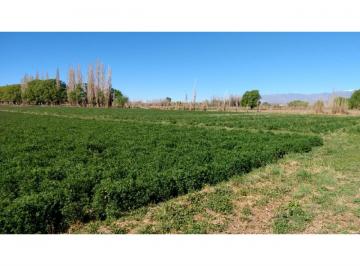 Campo · 133800ha · Campo en Iglesia San Juan