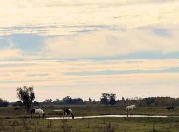 Campo , San Pedro · Campo Mixto de 52 de Ha en Venta.