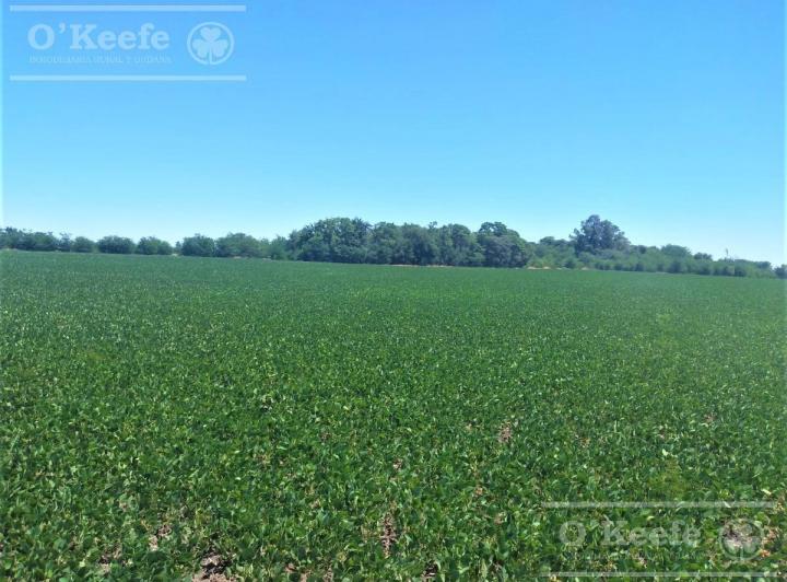 Campo · 106ha