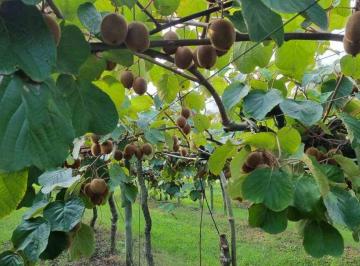 Campo · 25ha · Campo en Venta en Payro Magdalena