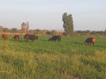 Campo · 78ha · Venta de Campo 78 Has en Villa del Soto Cordoba