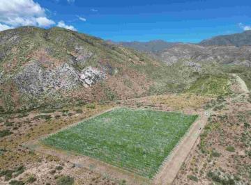 Campo · 892ha · Estratégico Campo en El Piedemonte Mendocino
