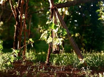 Campo , San Rafael · Finca en Producción de 5,9 Hectáreas en San Rafael.