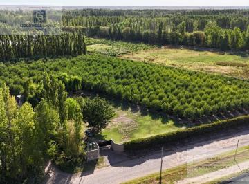 Campo · 16407m² · Venta de Chacra 1.5 Ha en Produccion de Almendros