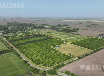 Campo · 150ha · 4 Ambientes · Plantación de Pecán Consolidada con Casa E Infraestructura Productiva