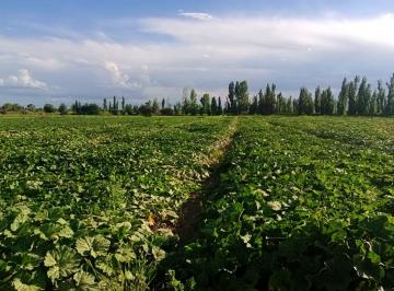Campo · 8ha · Venta Finca Productiva Los Corralitos Guaymallen