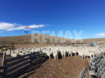 Campo · 5000ha · Campo Los Fogones Las Heras Santa Cruz